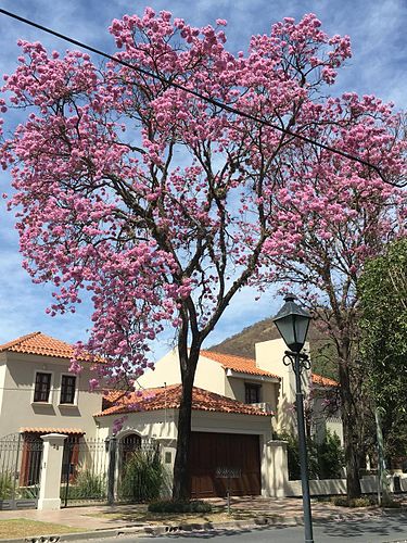 Pink lapacho Wood - Imagen 2