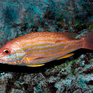 Atlantic Lane Snapper