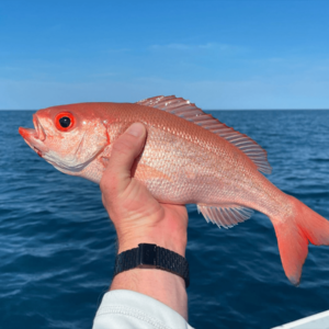 B-Liner Snapper
