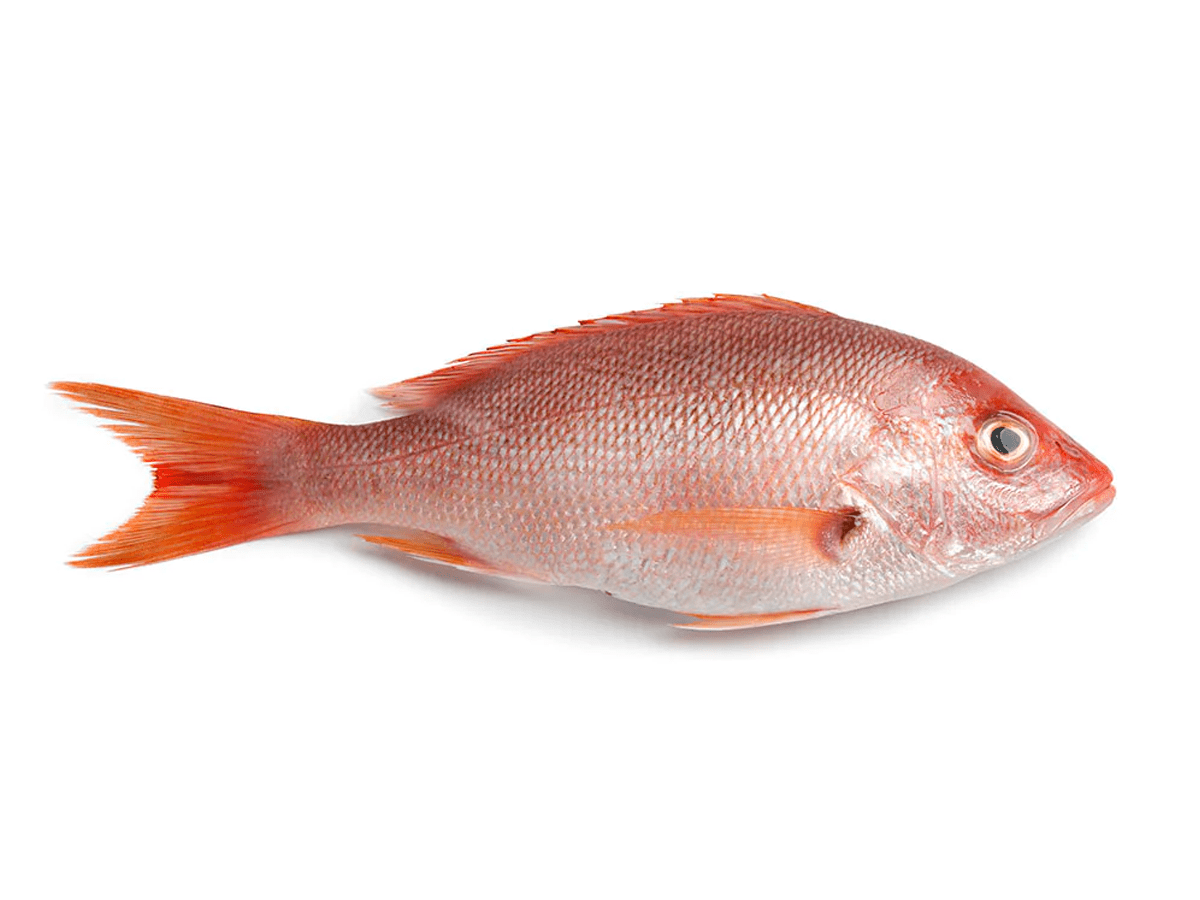 Caribbean Red Snapper - Imagen 2