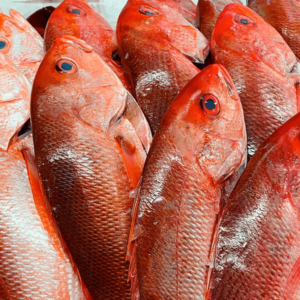 Caribbean Red Snapper