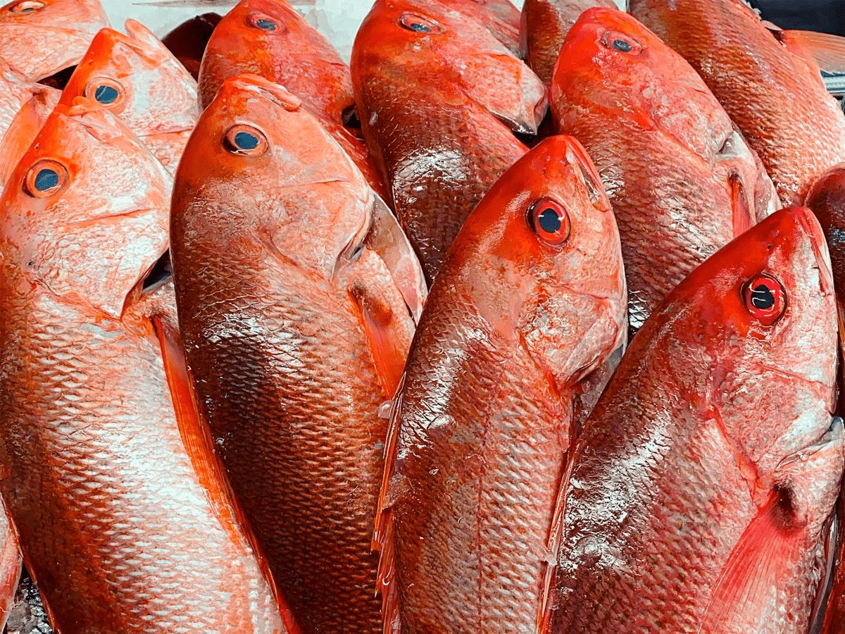 Caribbean Red Snapper