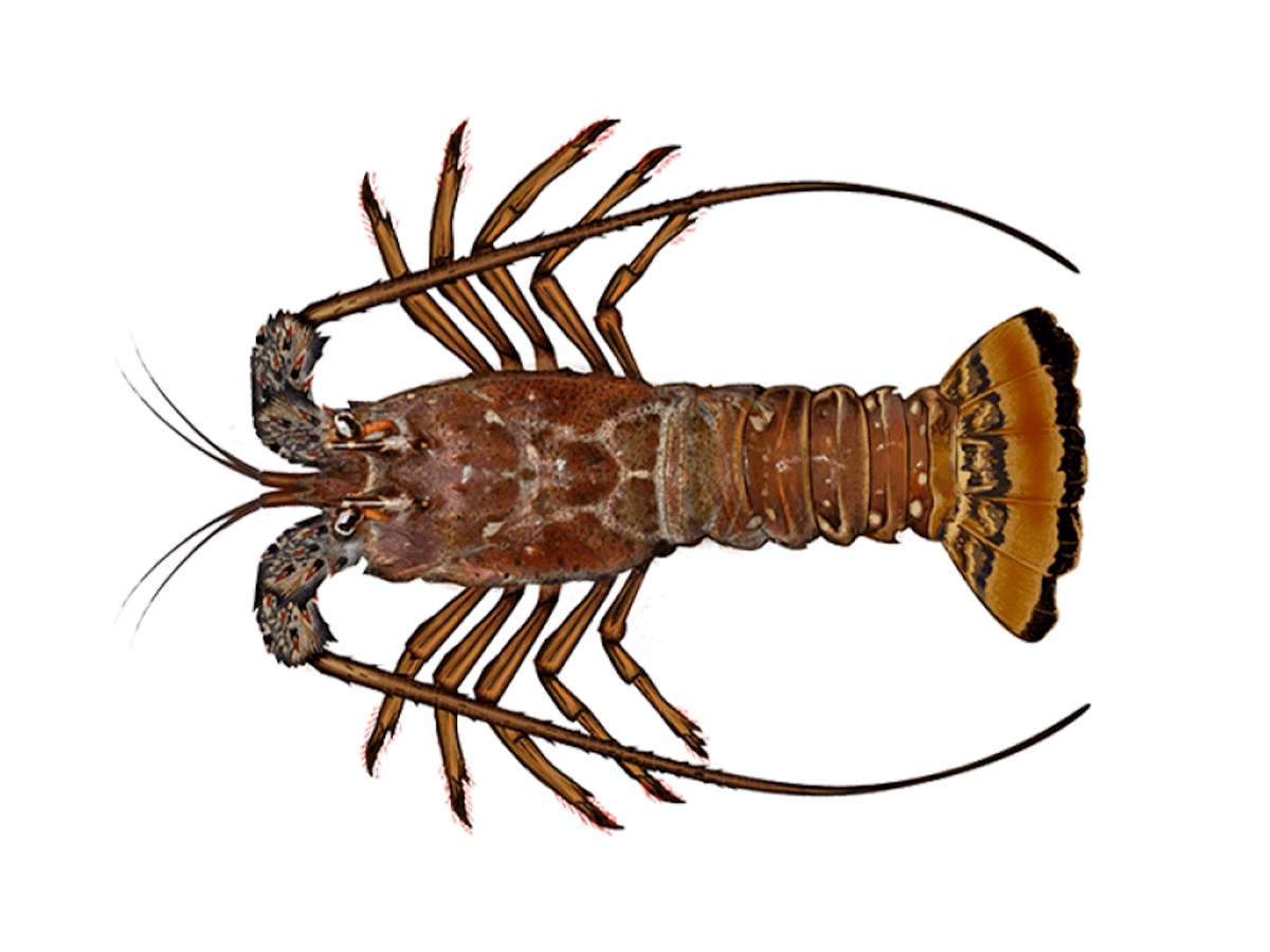 Caribbean Spiny Lobster -Frozen Seafood - Imagen 2