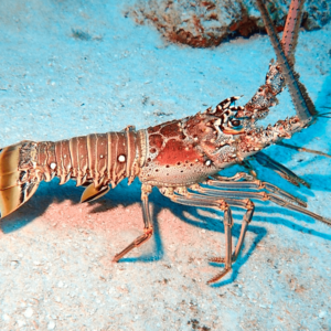 Caribbean Spiny Lobster -Frozen Seafood