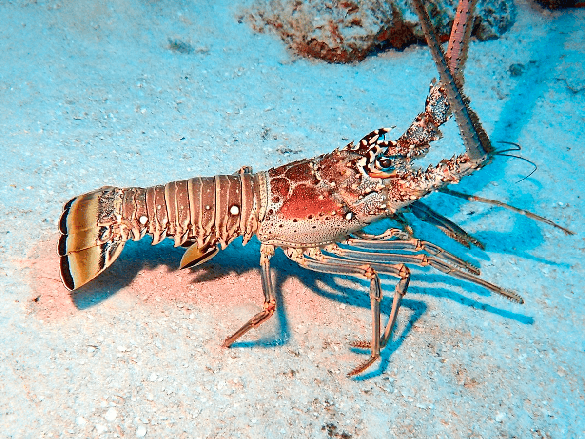 Caribbean Spiny Lobster -Frozen Seafood