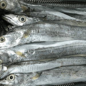 Ribbon Fish- Frozen Seafood