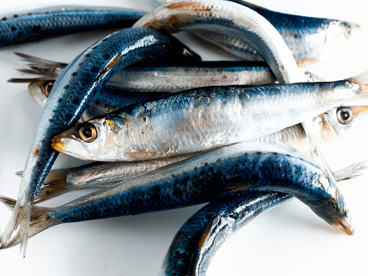 Sardine -Frozen Seafood