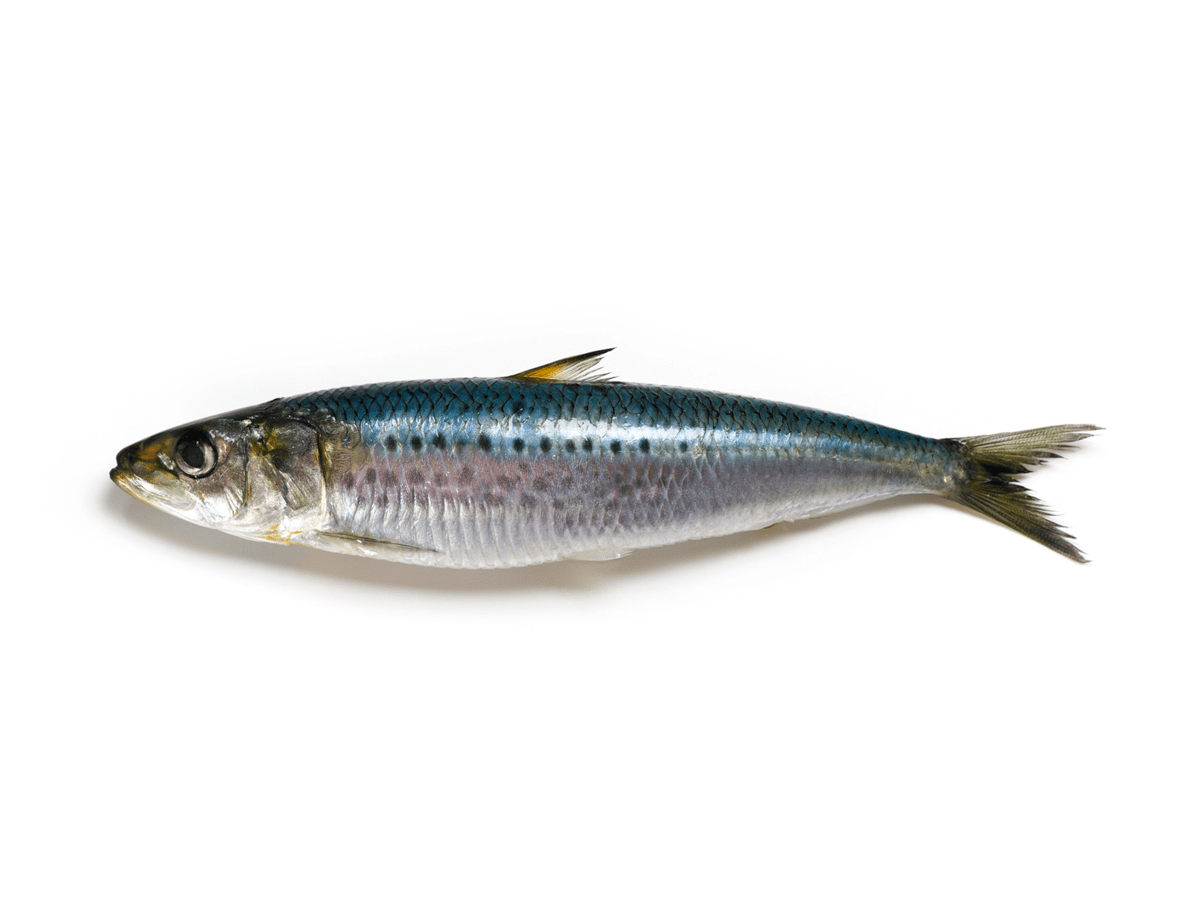 Sardine -Frozen Seafood - Imagen 2